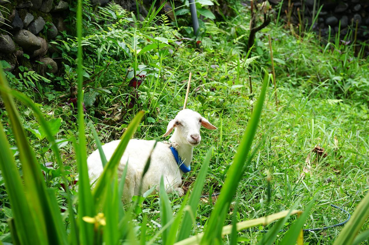 Rinjani Mountain Garden Hotel Bayan Luaran gambar
